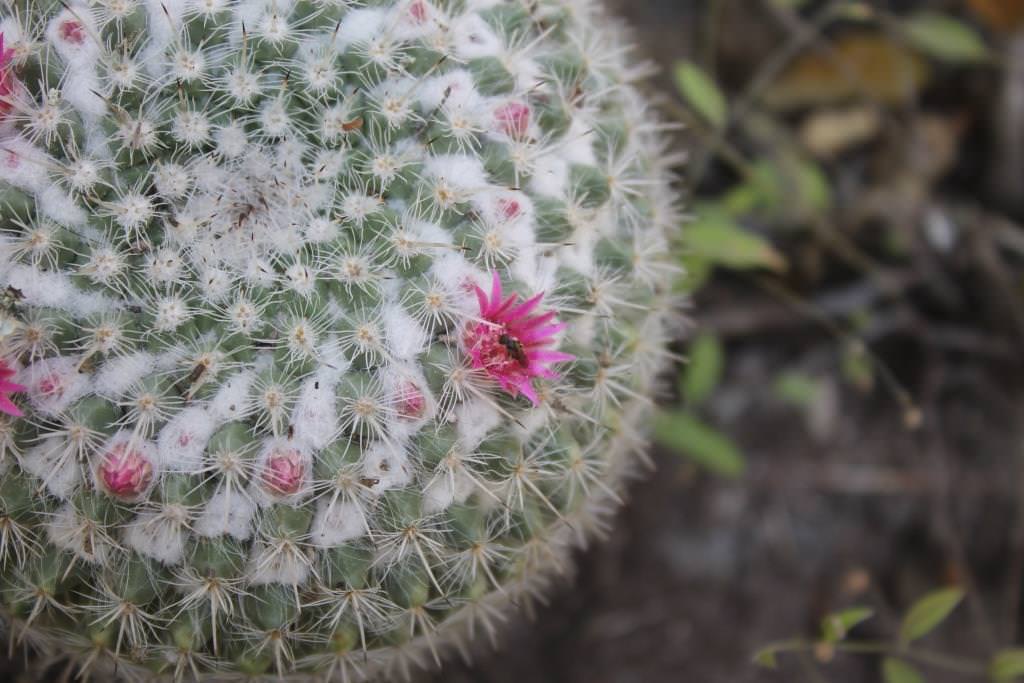 Mammillaria geminispina